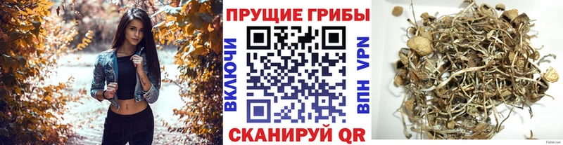 Псилоцибиновые грибы мицелий  купить закладку  Искитим 